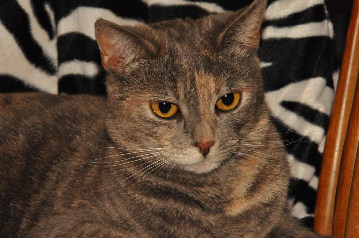 Blanding af racer Mitzi billede 15