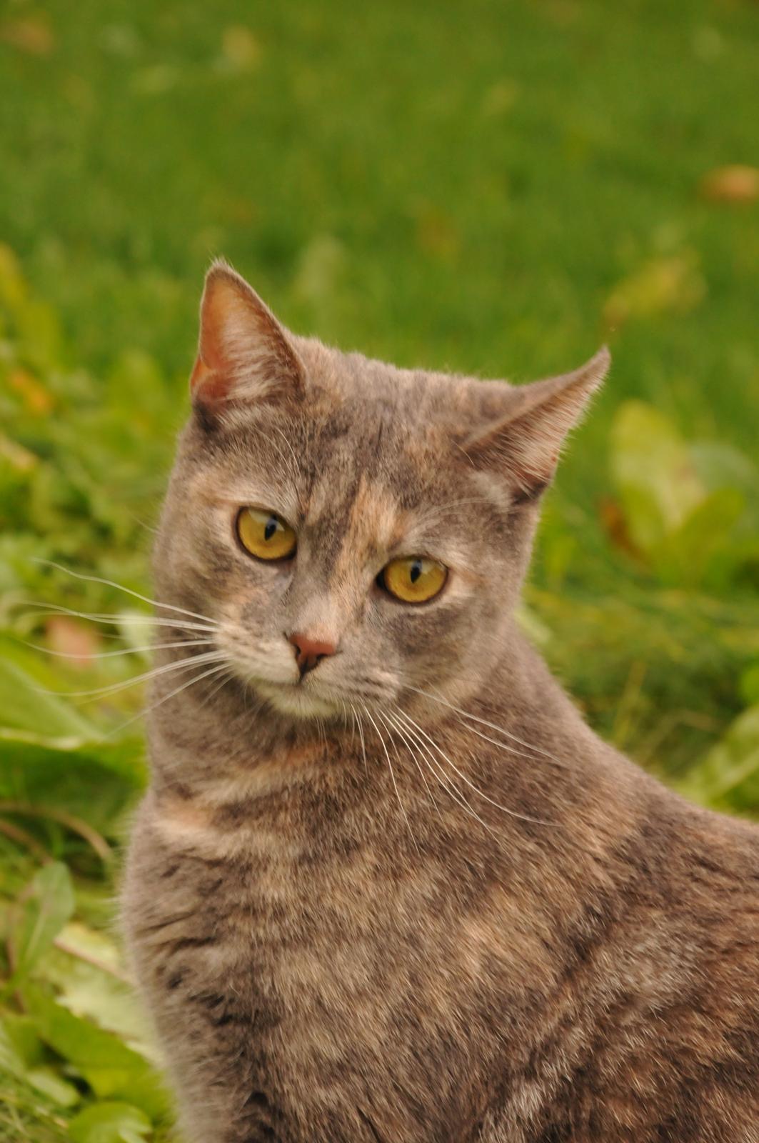 Blanding af racer Mitzi - !!NYT!! Taget den 15. november 2013 billede 14