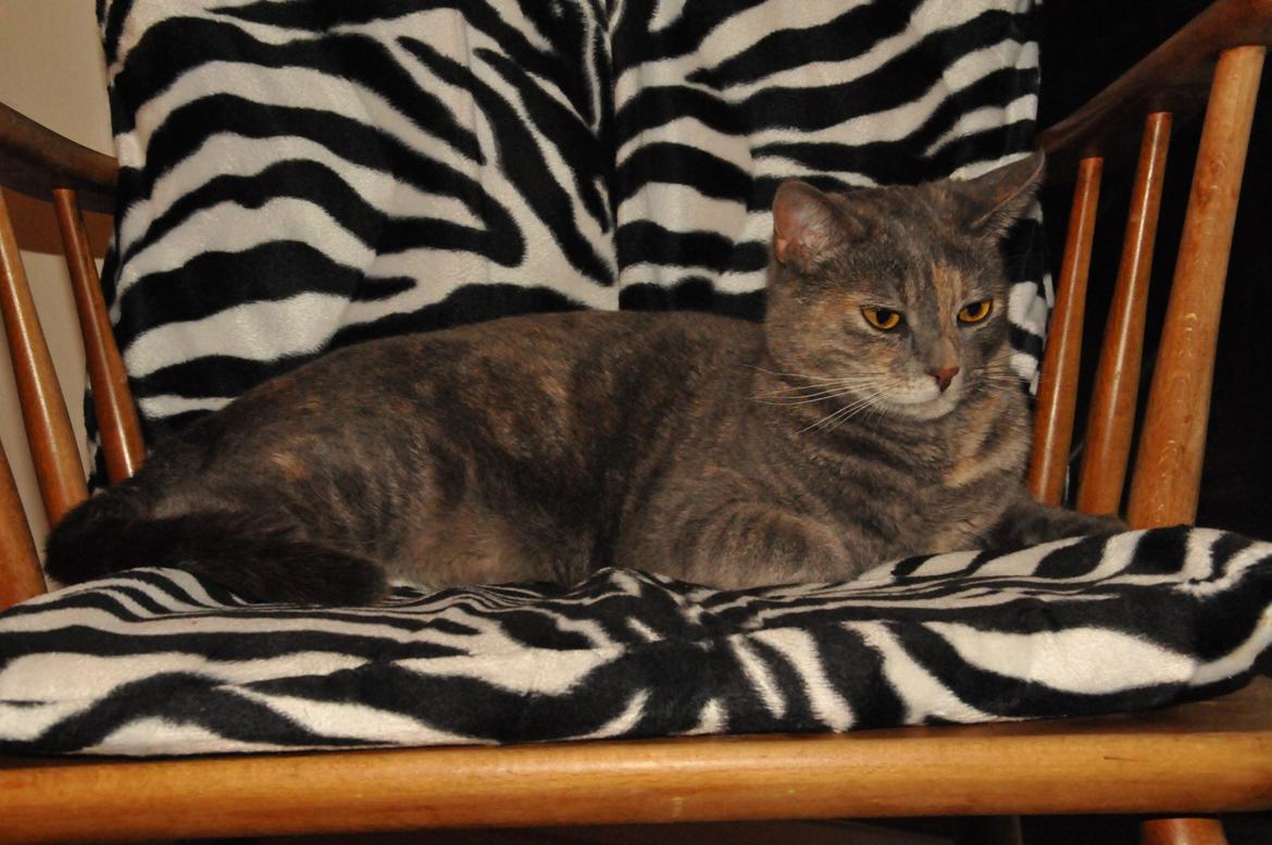 Blanding af racer Mitzi - Mitzi i sin elskede gyngestol <3 billede 29