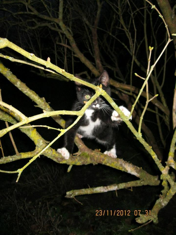 Huskat Larsen billede 3