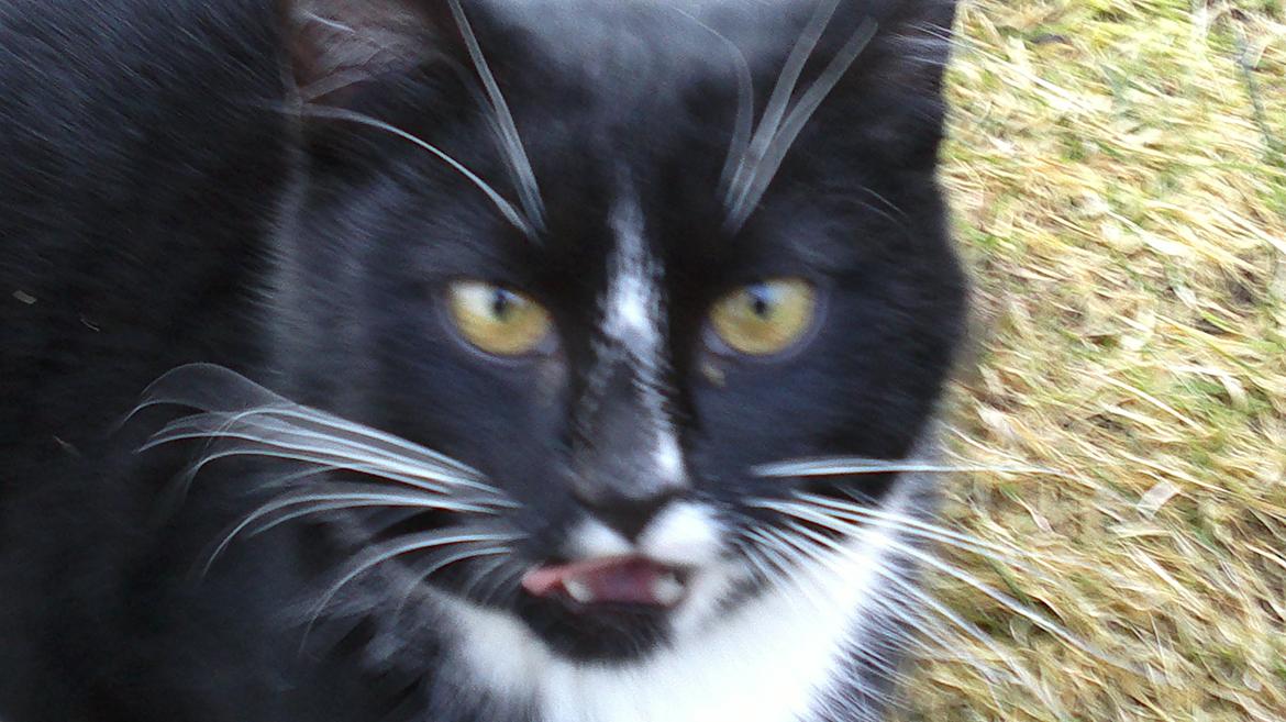 Huskat Larsen billede 4