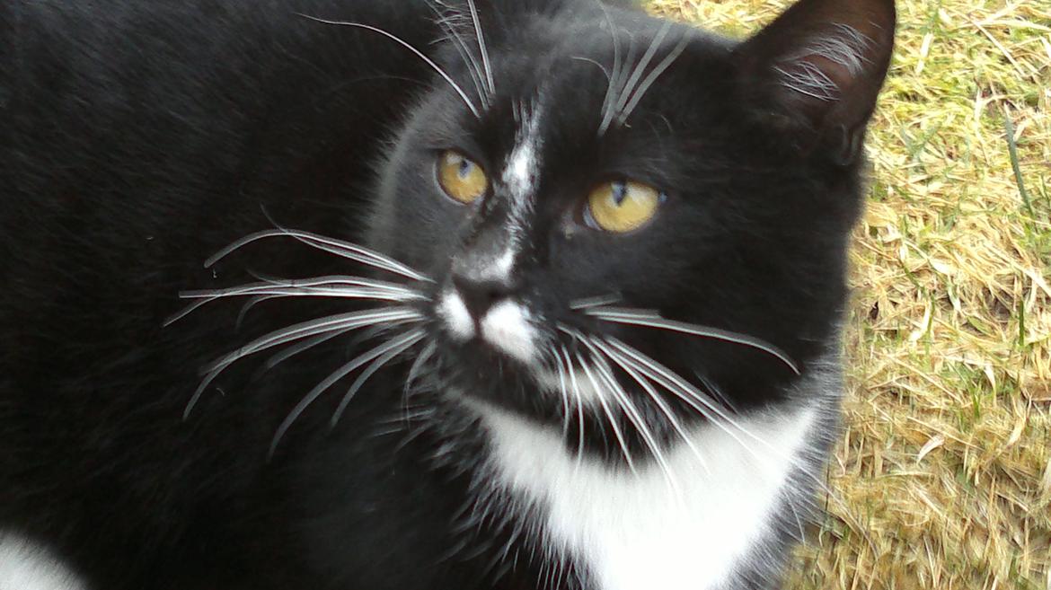 Huskat Larsen billede 5