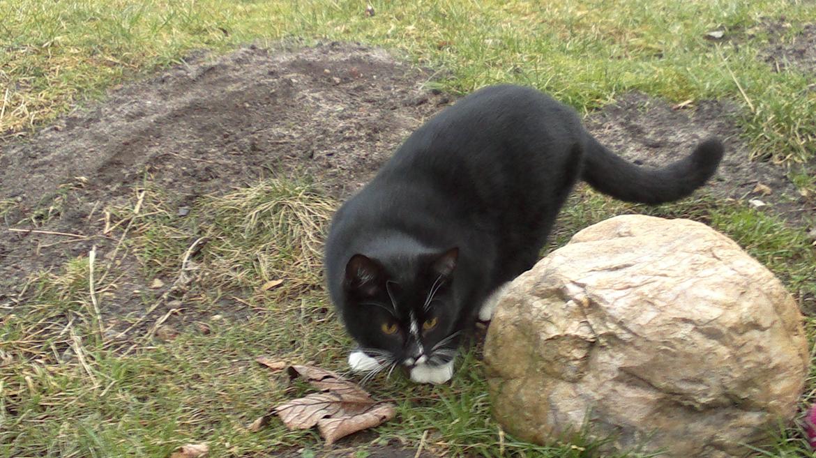 Huskat Larsen billede 6