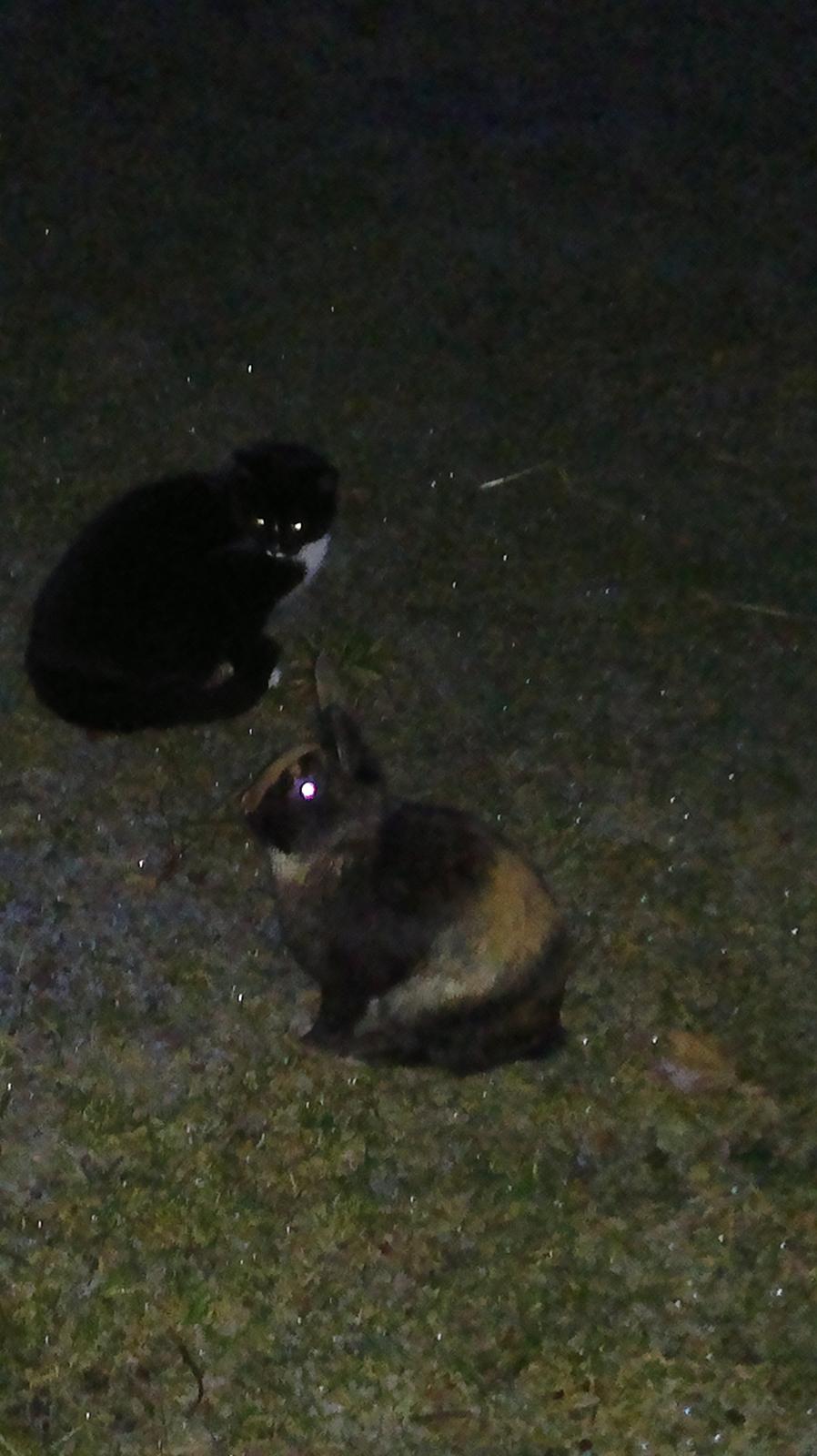 Huskat Larsen billede 7