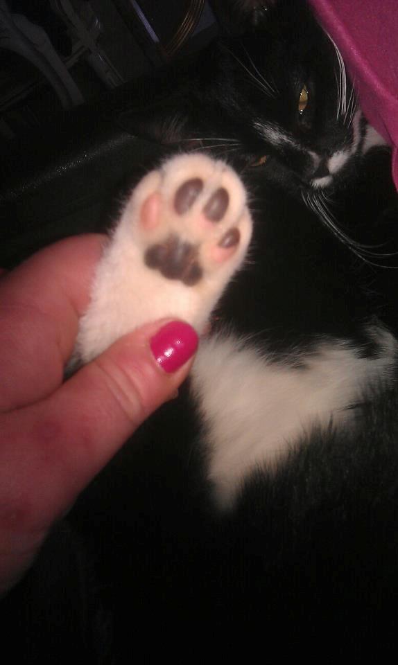 Huskat Larsen billede 8