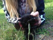 Huskat Ossi billede 5