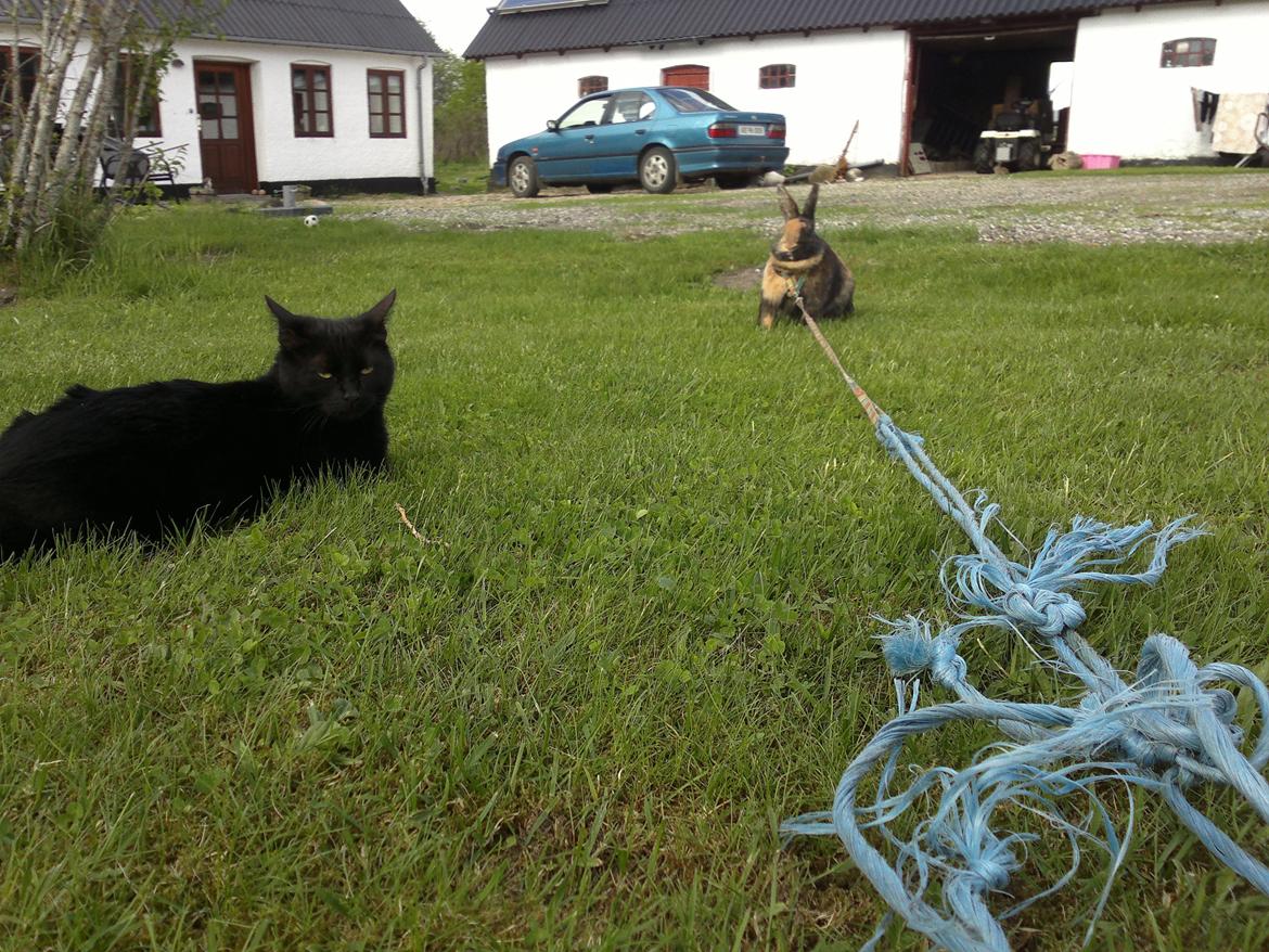 Huskat Ossi billede 7