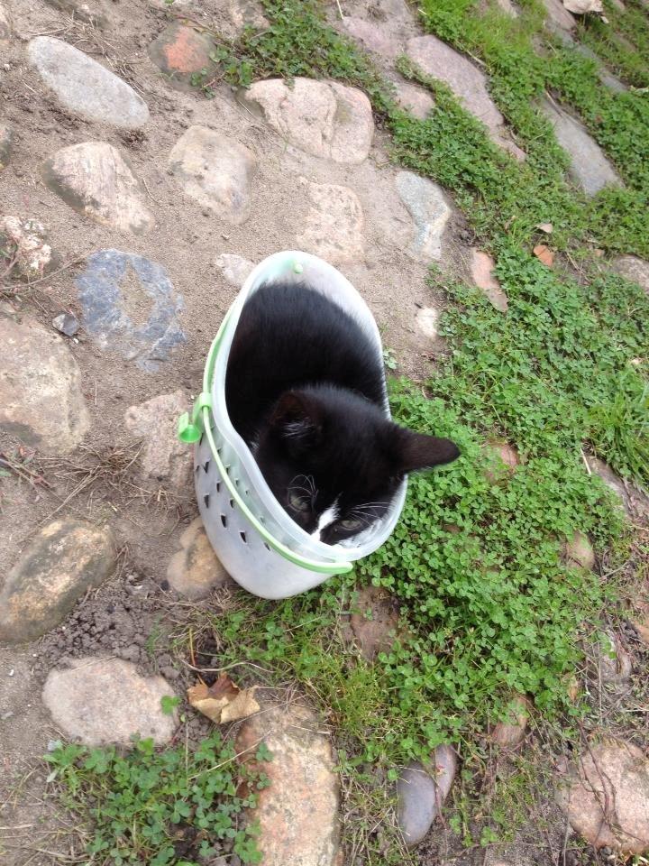 Huskat Sun billede 1