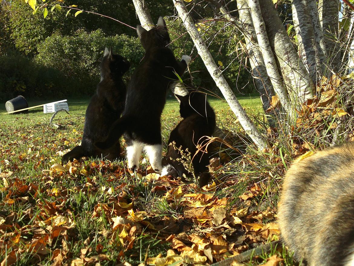 Huskat Sun billede 3