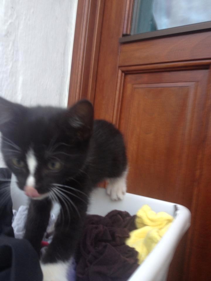 Huskat Sun billede 4