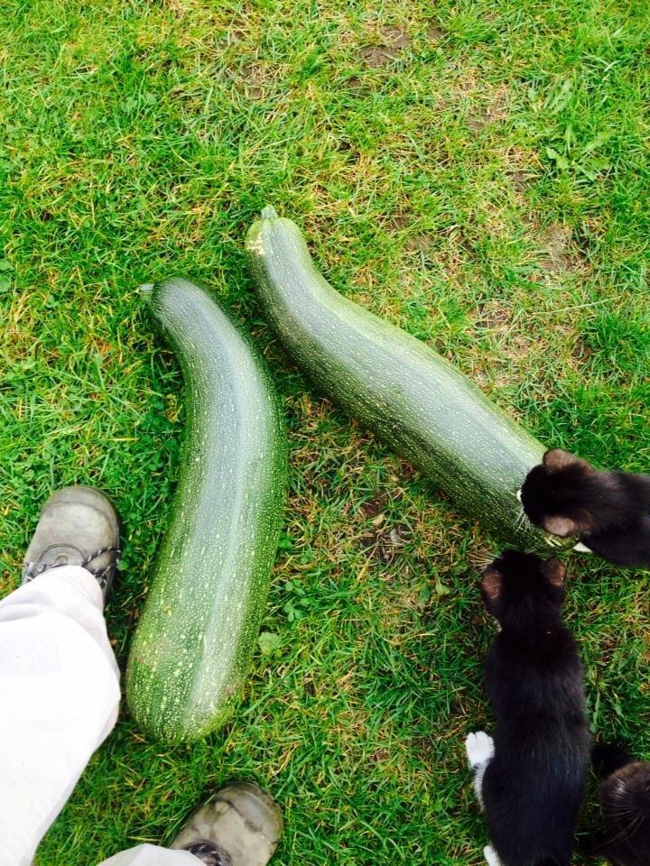 Huskat Sun billede 5