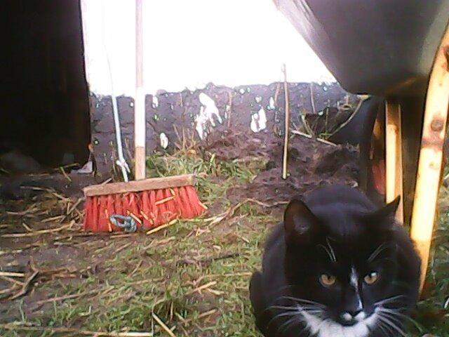 Huskat Larsen billede 9