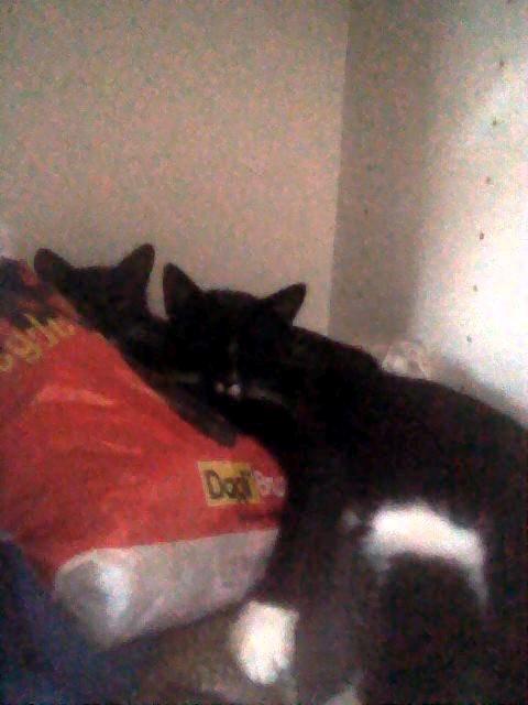 Huskat Larsen billede 10