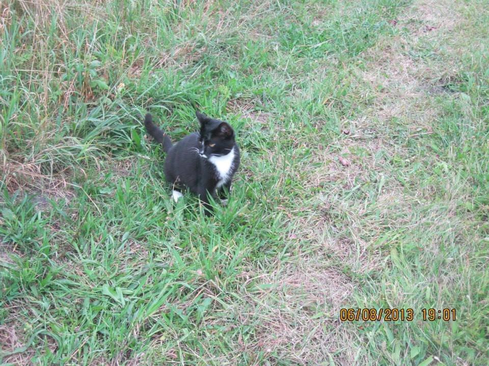 Huskat Larsen billede 11