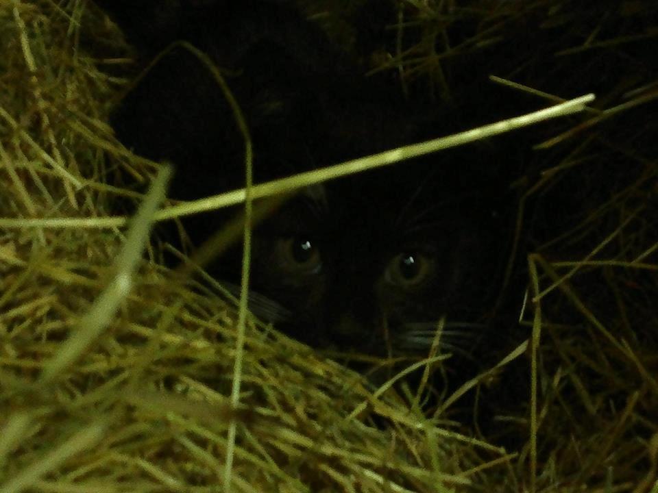 Huskat Snøvsen billede 1