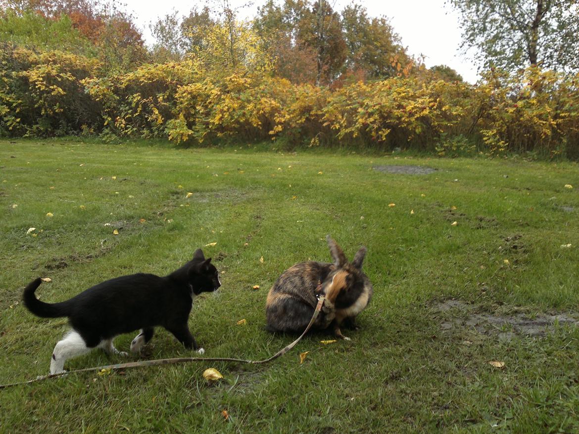 Huskat Snøvsen billede 3