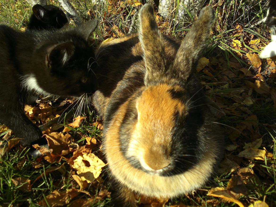 Huskat Snøvsen billede 4