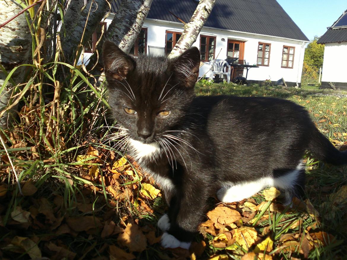 Huskat Snøvsen billede 5