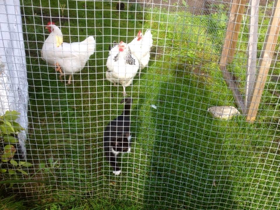 Huskat Snøvsen billede 6