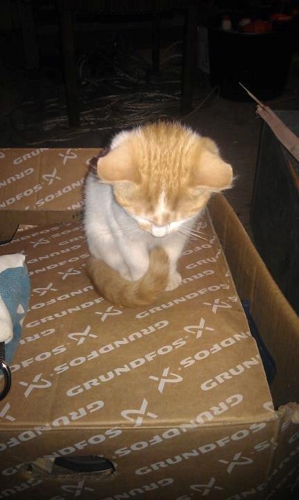 Huskat Sibastian billede 2