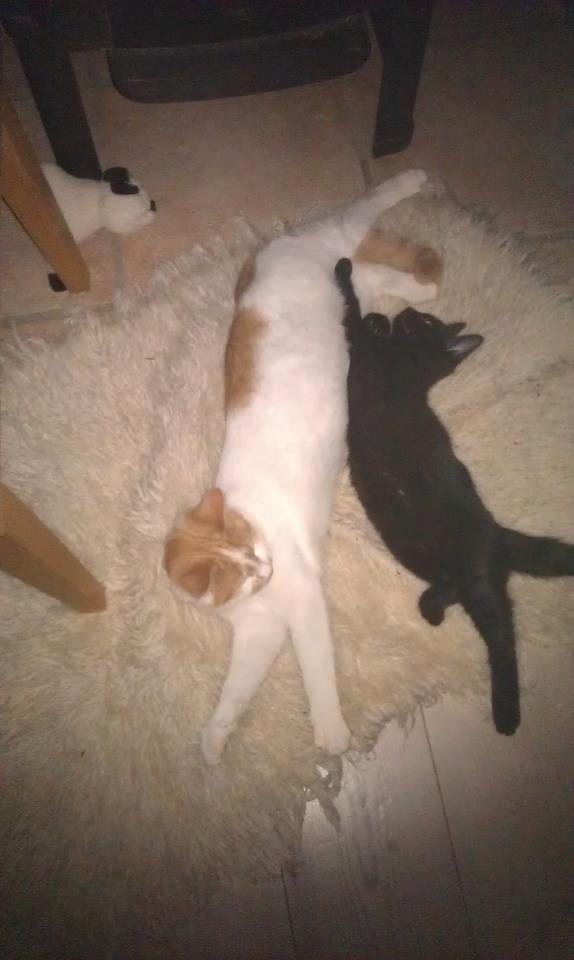 Huskat Sibastian billede 4