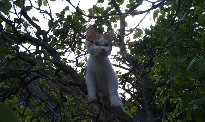 Huskat Sibastian billede 5