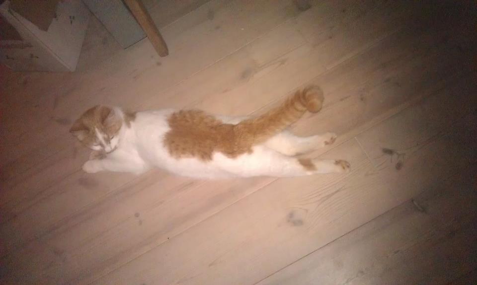 Huskat Sibastian billede 6