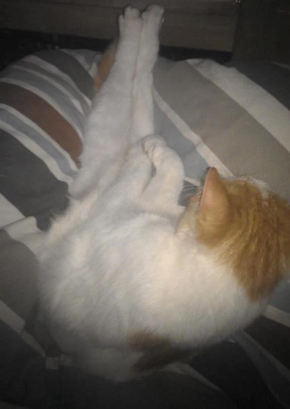 Huskat Sibastian billede 7