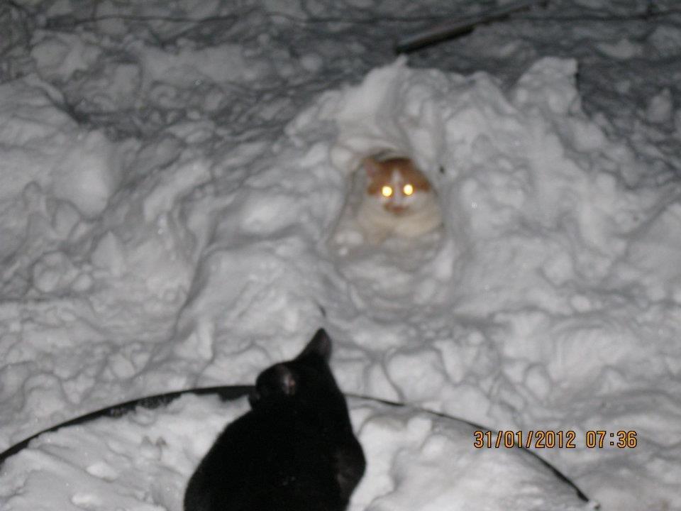 Huskat Sibastian billede 8