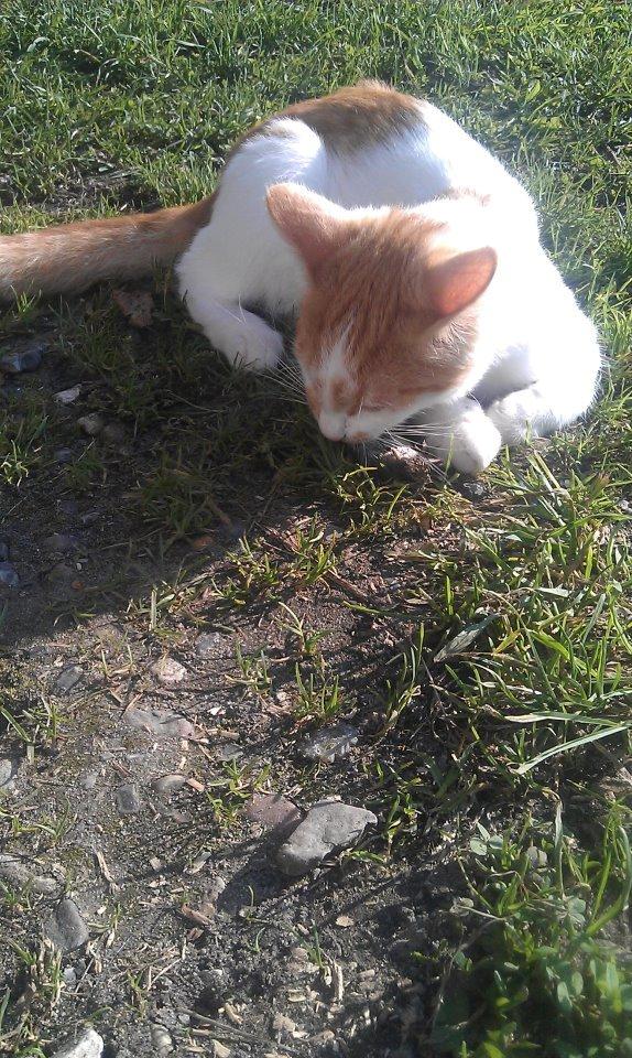 Huskat Sibastian billede 9