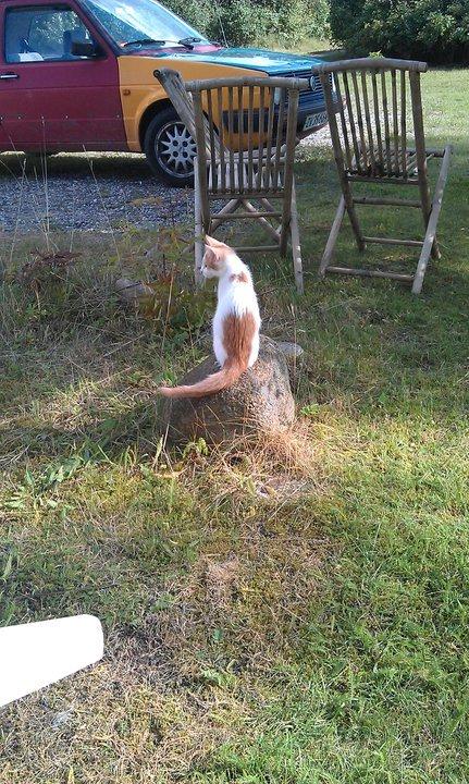 Huskat Sibastian - Det lille hjerte  på rumben  billede 1