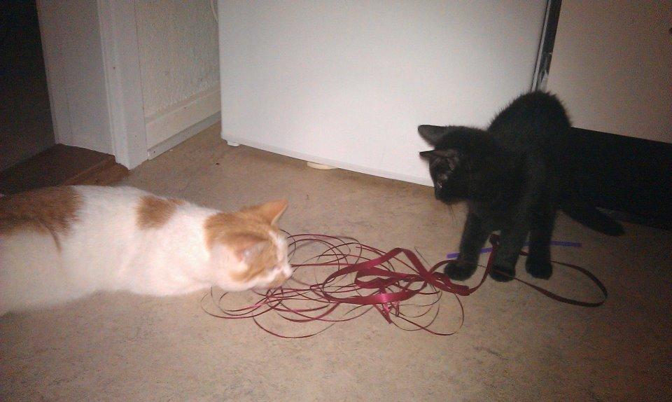 Huskat Nananna billede 2