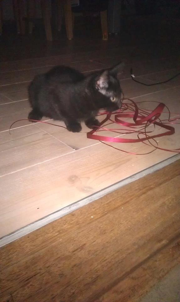 Huskat Nananna billede 4