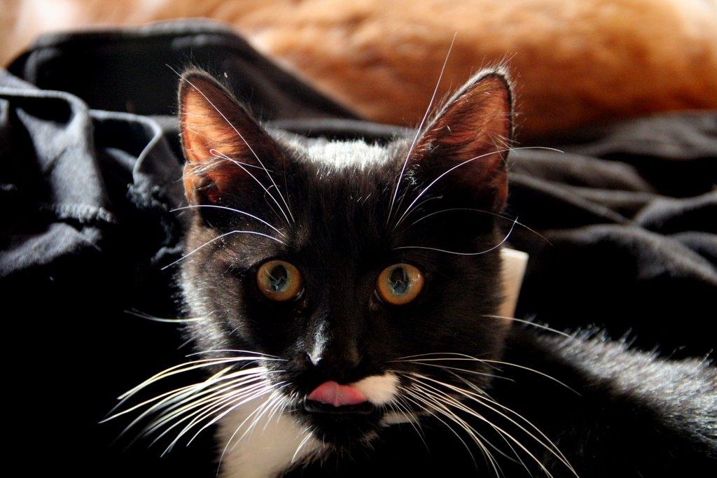 Huskat Gilbert billede 4