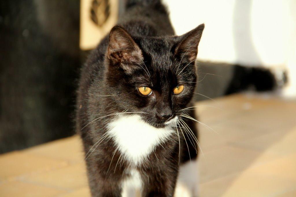 Huskat Gilbert billede 7