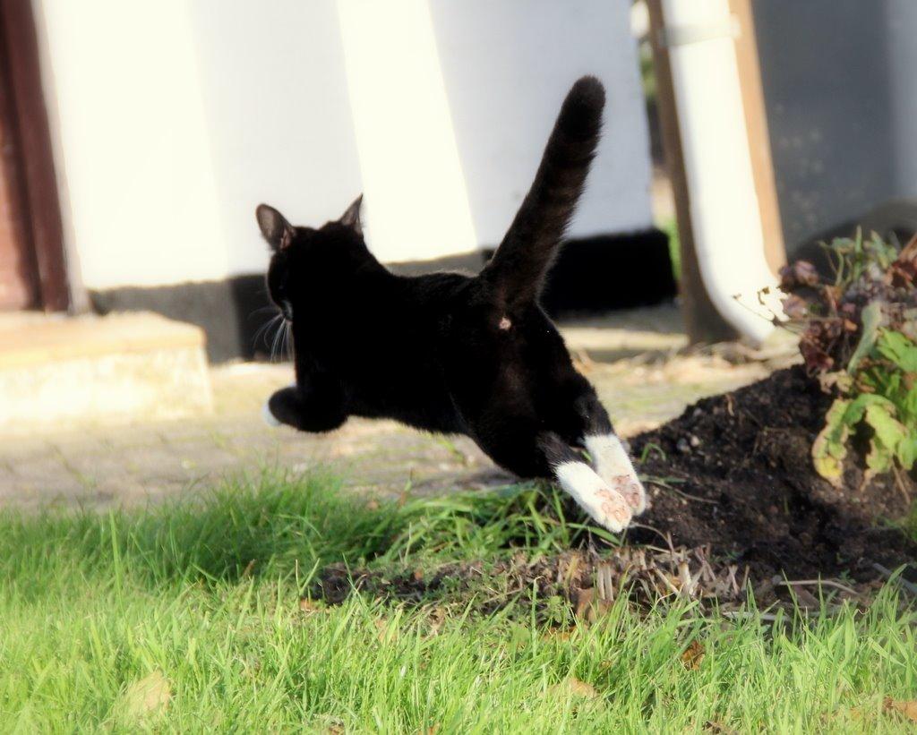 Huskat Gilbert billede 15