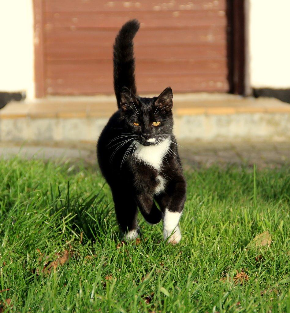 Huskat Gilbert billede 9