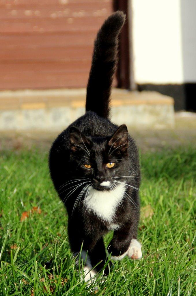 Huskat Gilbert billede 10