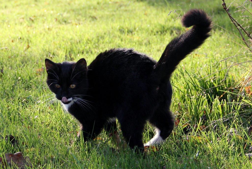 Huskat Gilbert billede 12