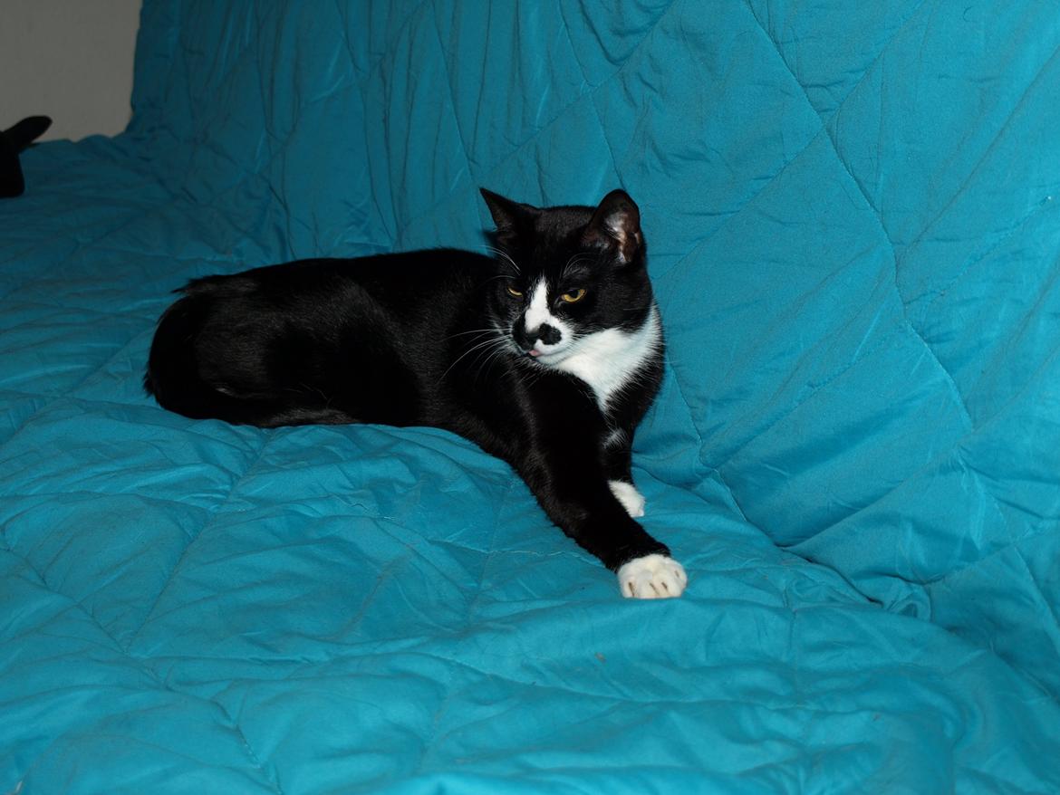 Huskat Blackie *RIP* billede 24