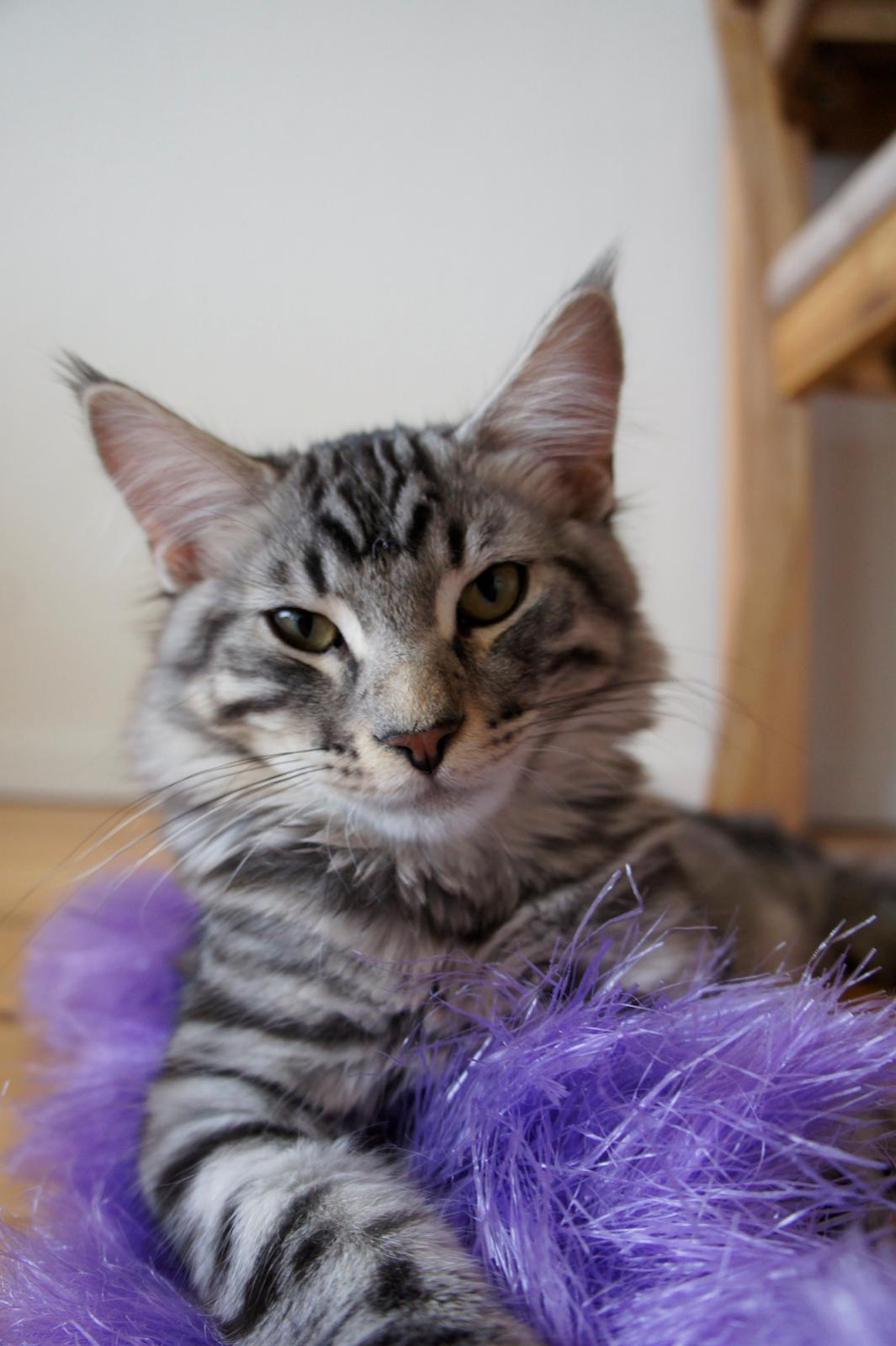 Blanding af racer Django billede 8