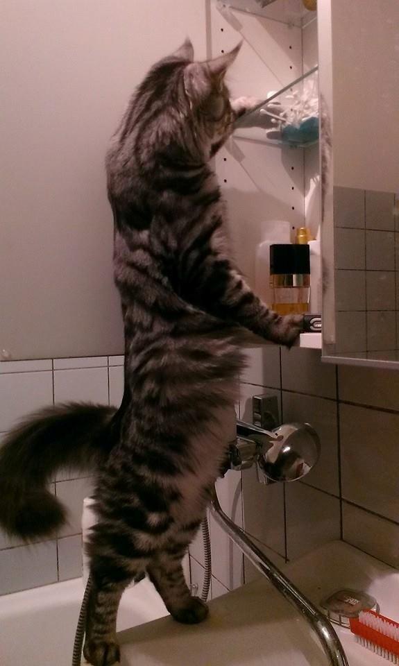 Blanding af racer Django billede 1