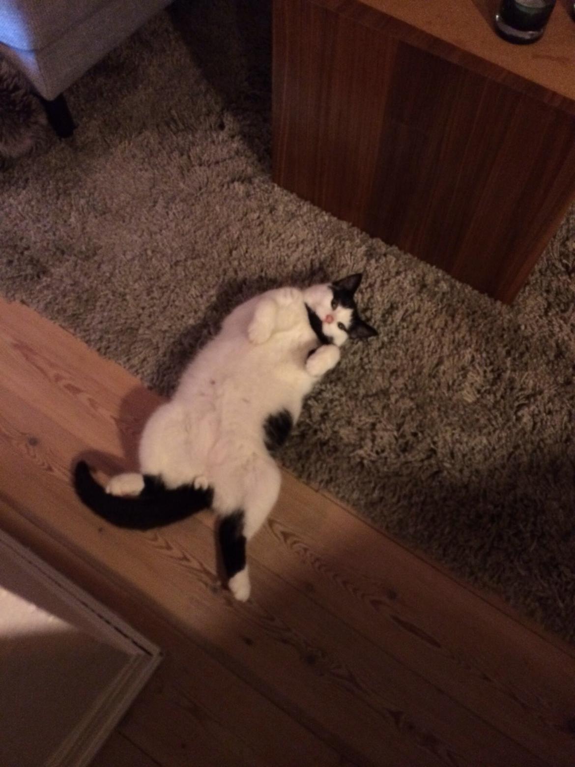 Huskat Joey  billede 1