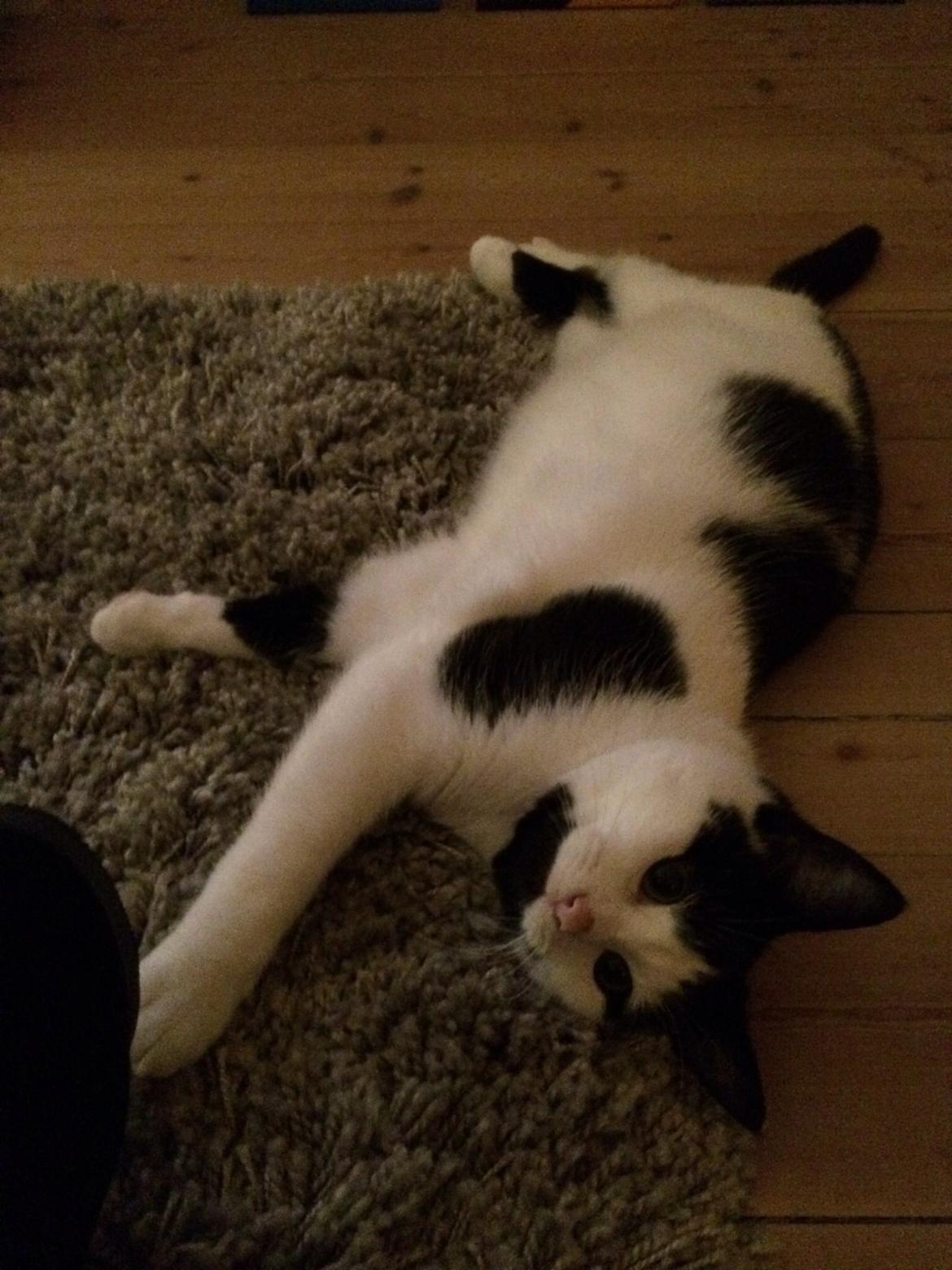 Huskat Joey  billede 2