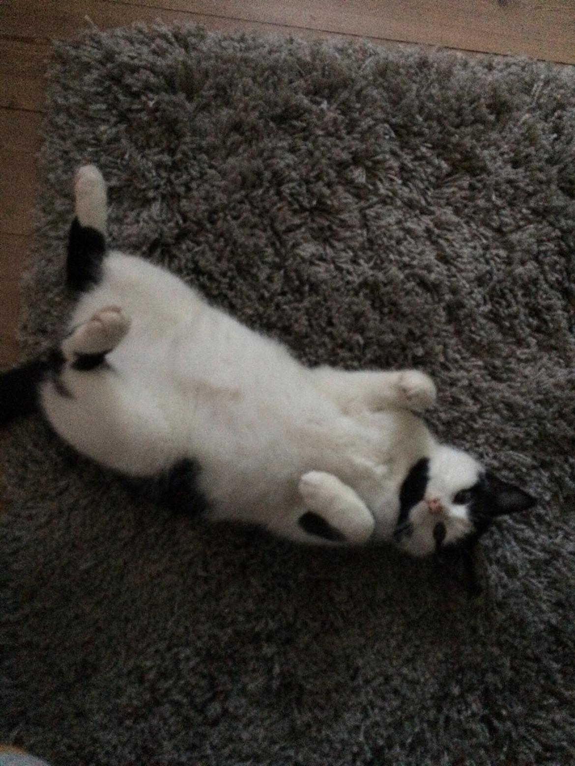 Huskat Joey  billede 3