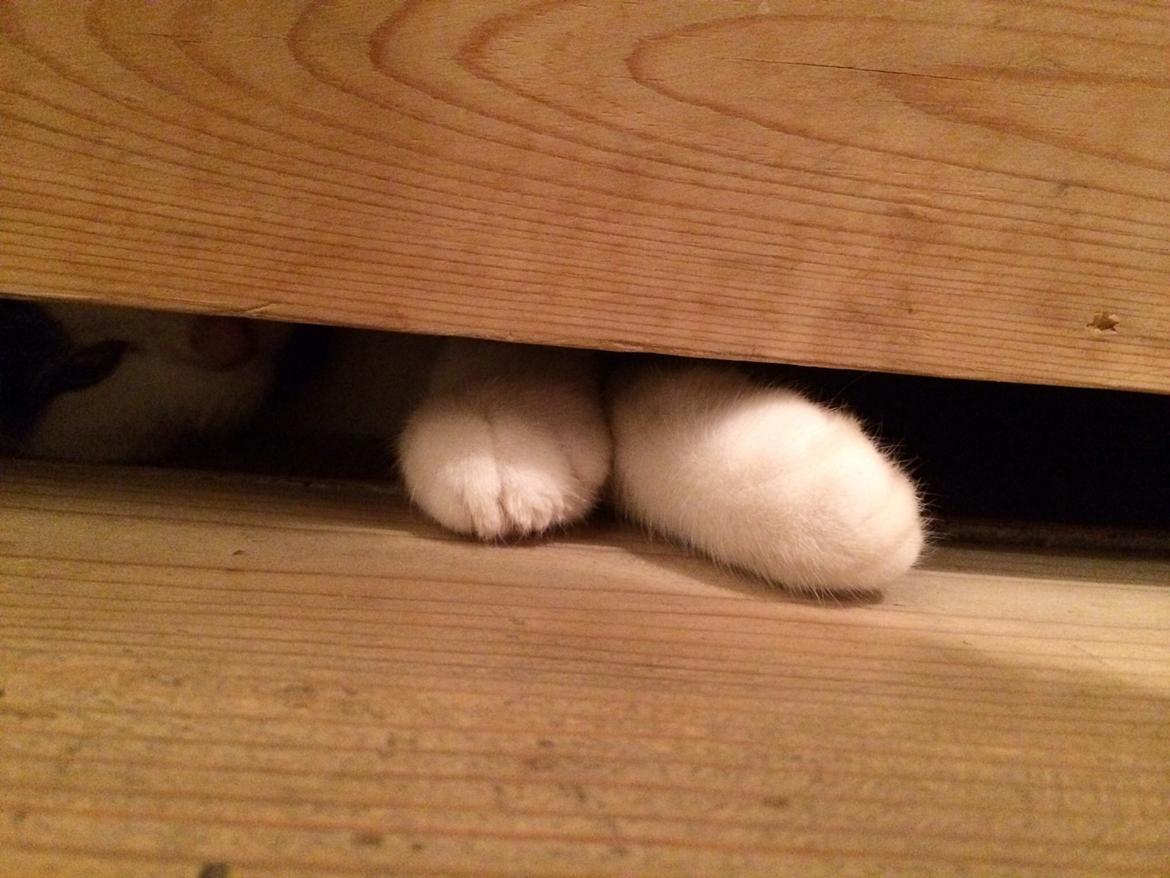 Huskat Joey  billede 4