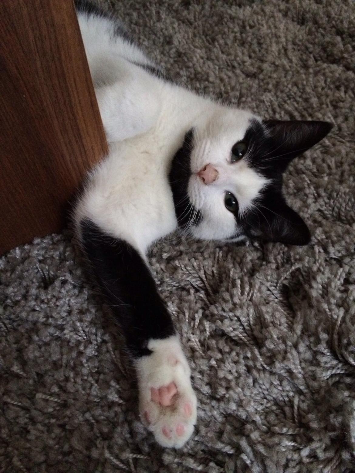 Huskat Joey  billede 6