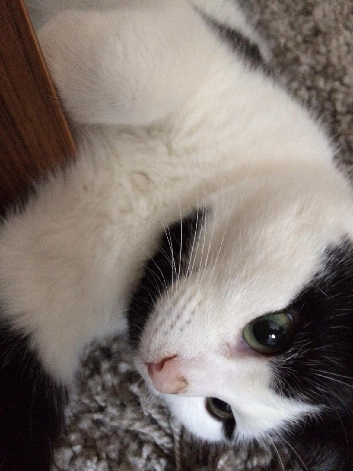 Huskat Joey  billede 7