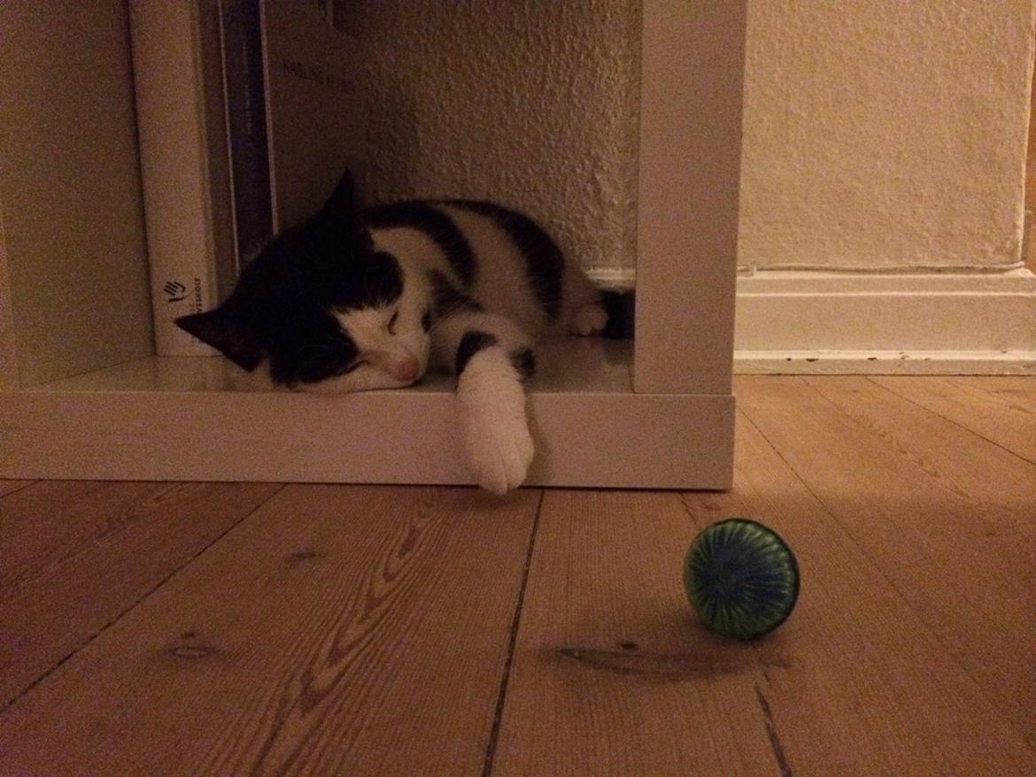 Huskat Joey  billede 8