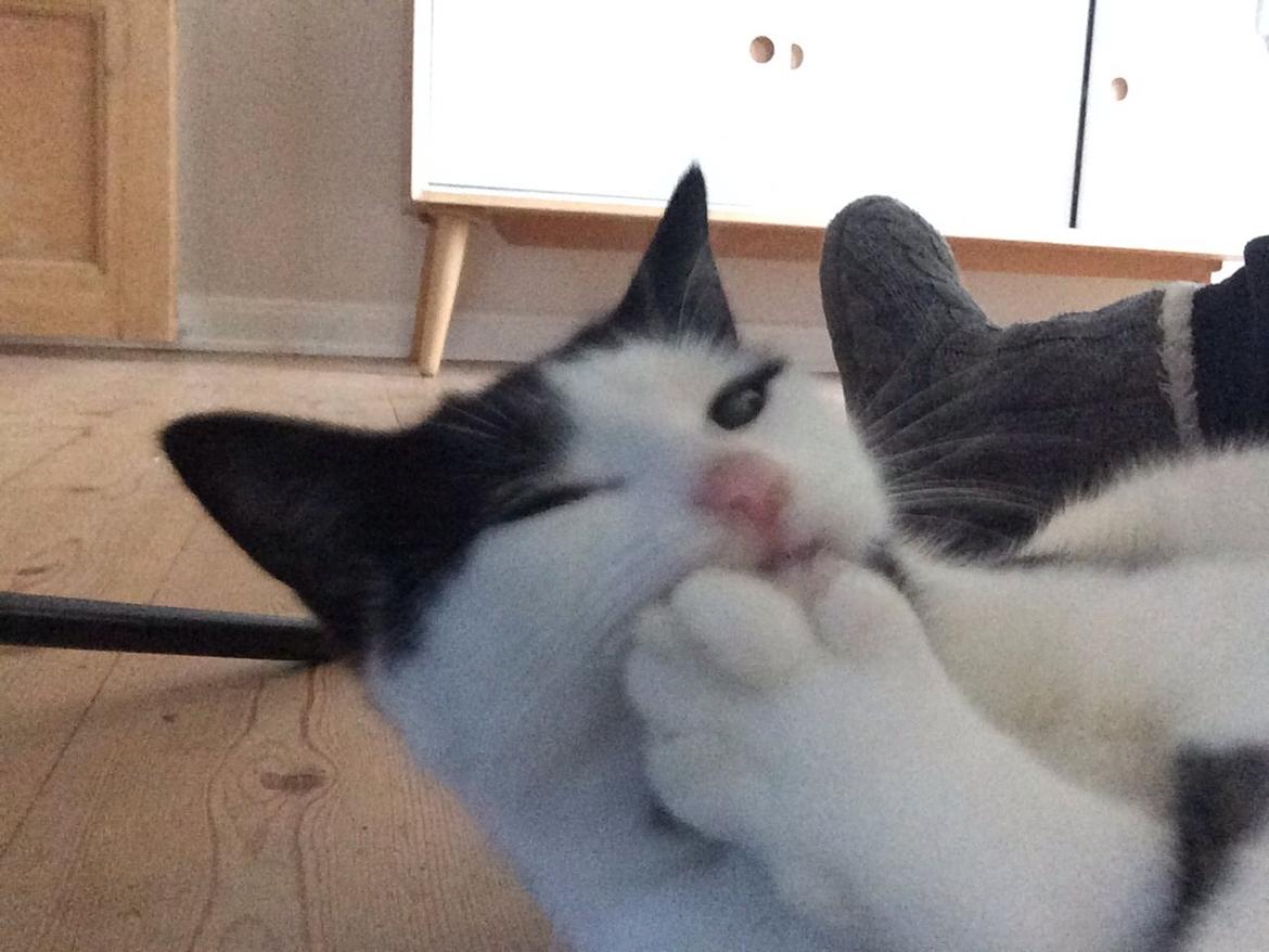 Huskat Joey  billede 9